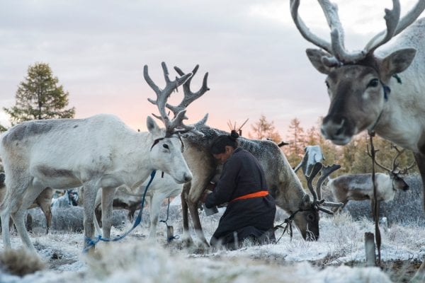 The Tsaatan people, Mongolia, photography series, reindeer herders