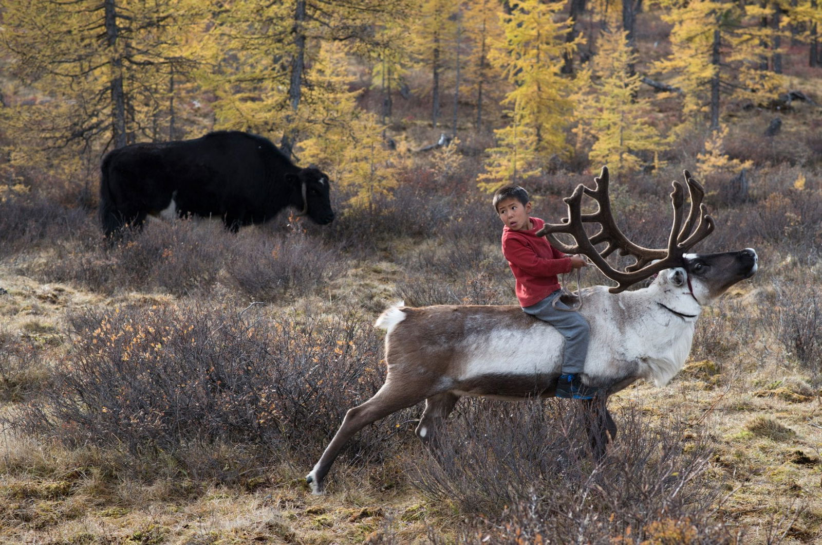 The Tsaatan people, Mongolia, photography series, reindeer herders