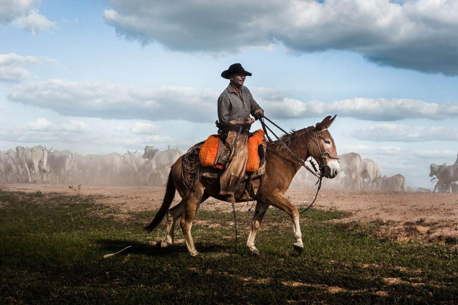 color photograph of a cowboy riding his donkey