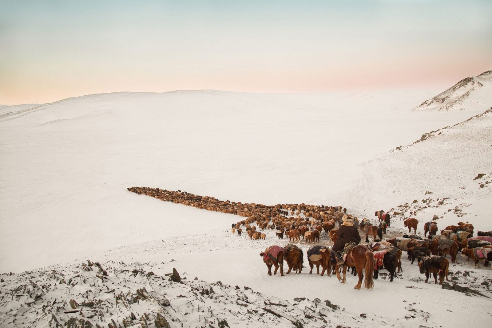 landscape color photograph of a herd of cattle in Mongolia by Alessandra Manzotti