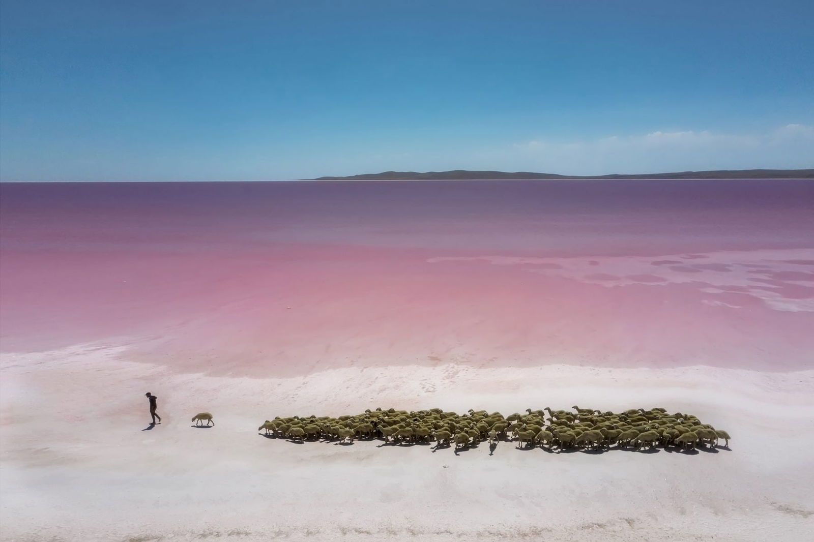 Travel photograph by F.Dilek Uyarok of a goat herder at pink Lake Tuz in Turkey