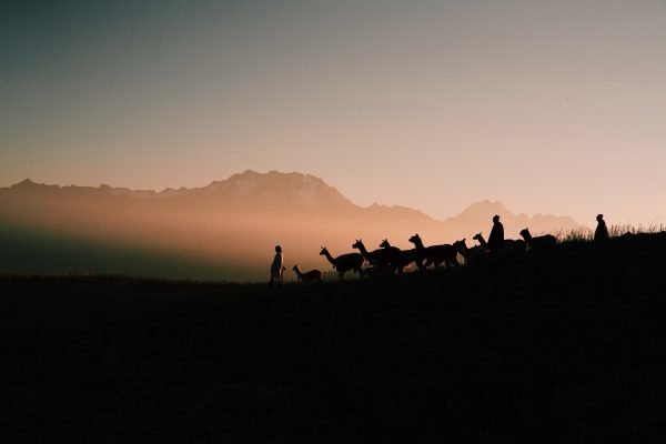 Color travel photography by Pia Riverola, Cusco, Peru, Sunset, Andes, Lamas