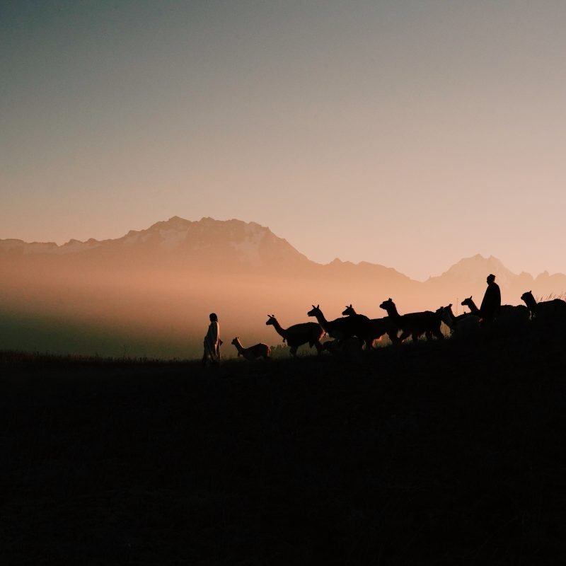 Color travel photography by Pia Riverola, Cusco, Peru, Sunset, Andes, Lamas