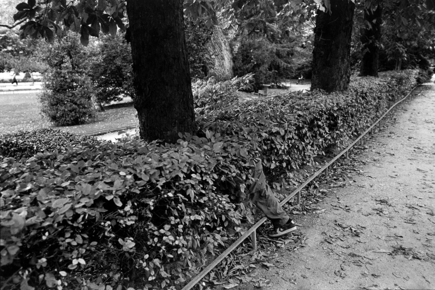 Black and white street photography by Richard Kalver, a leg disappears into a bush in Luxembourg Gardens Paris.