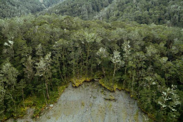 lanscape color photograph of a forest by Louise Coghill