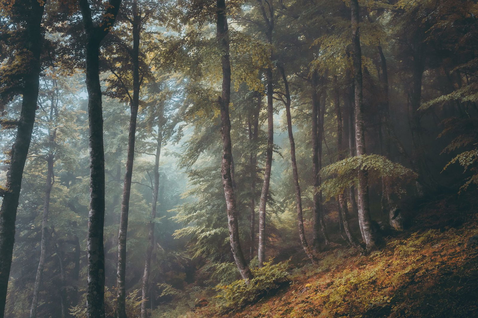 landscape color photograph of a forest in Pyrénées, France by Yohan Terraza