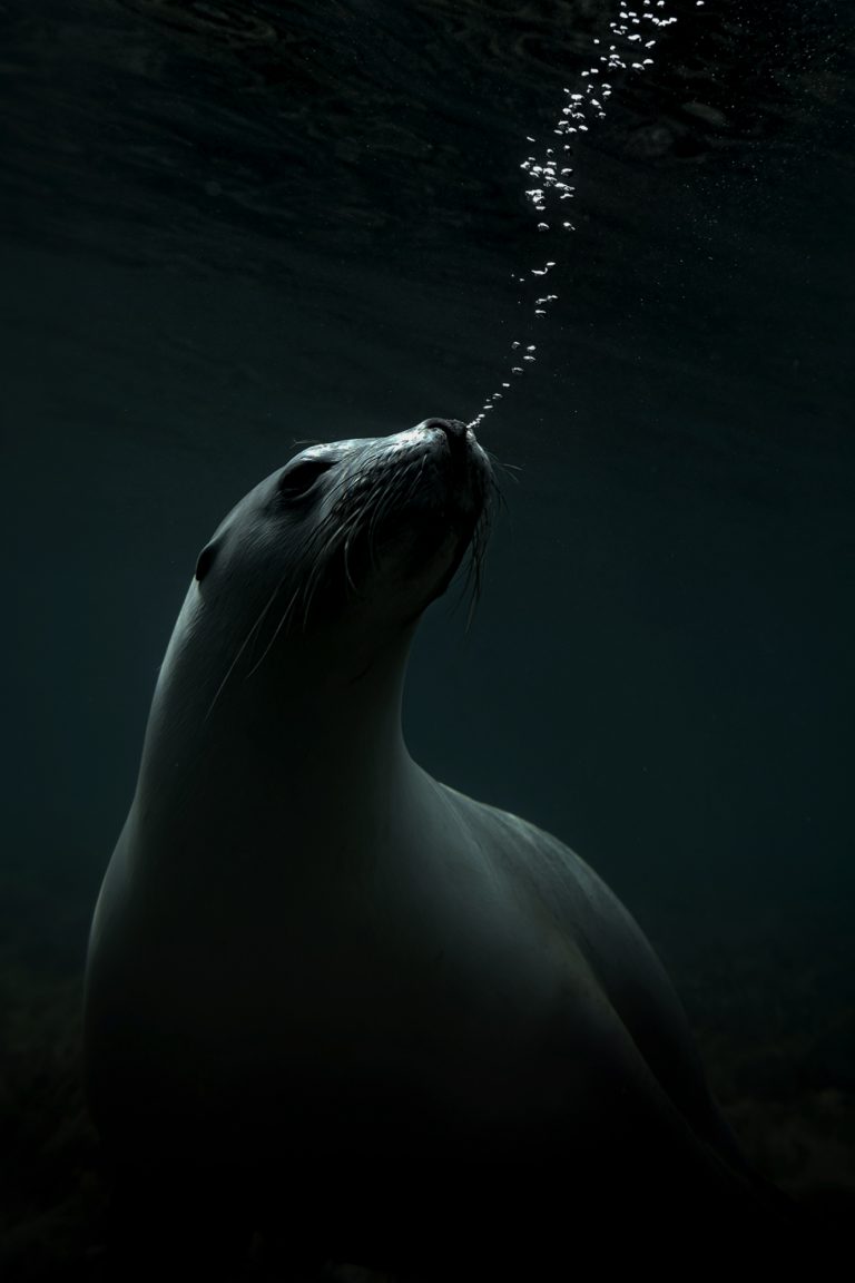 Color marine photography by Matthew Bagley. Sea Lion blowing bubbles, Ocean, fine art, underwater