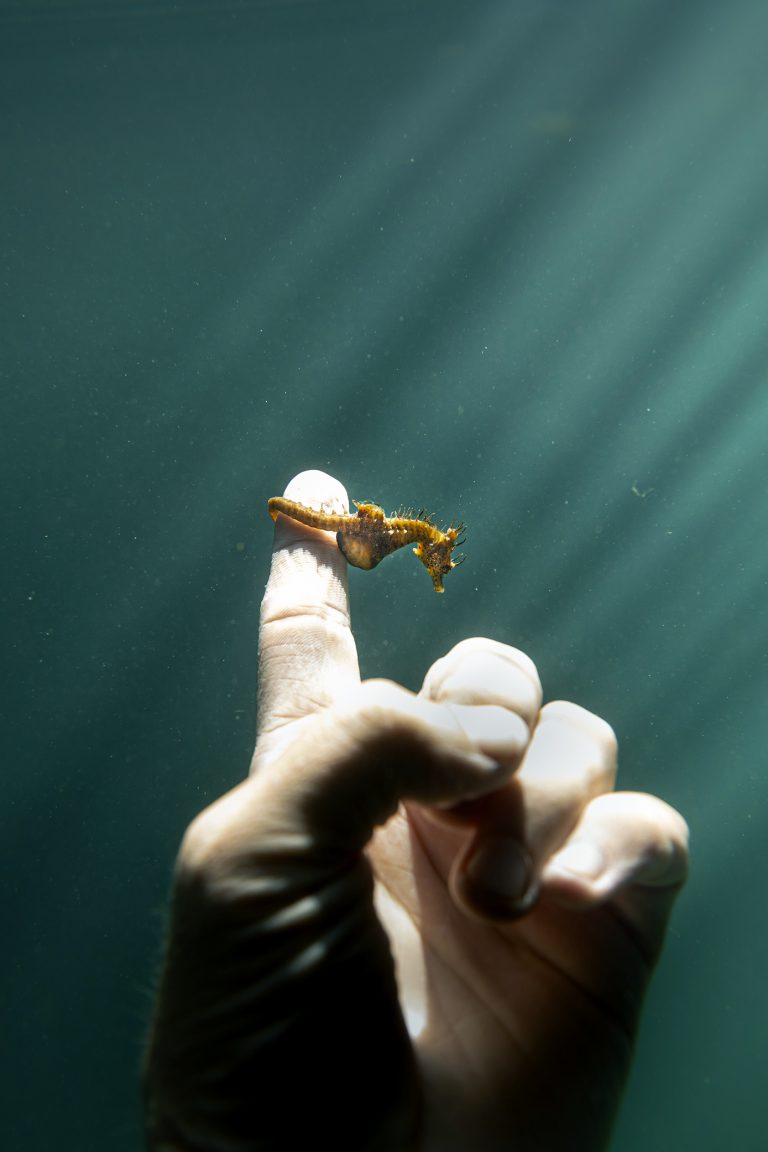 Color underwater photography by Matthew Bagley. Tiny sea horse, hand, finger, ocean, light, fine art, marine