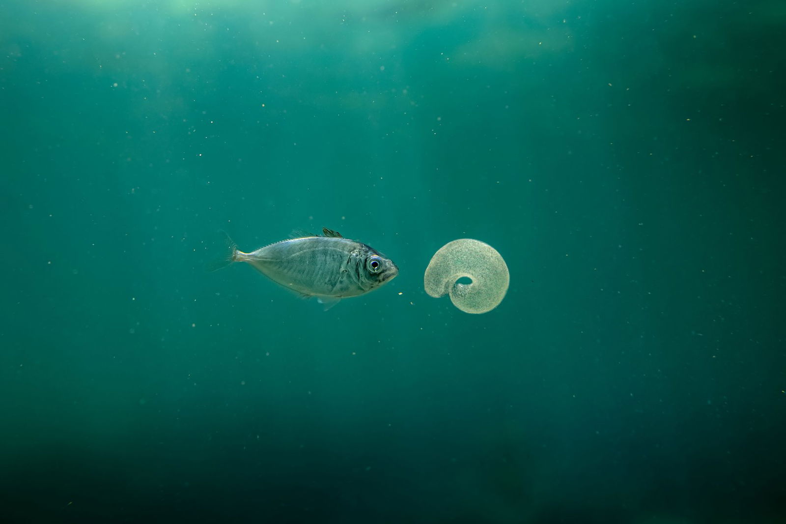 Color underwater photography by Matthew Bagley. Fish and jellyfish, ocean, fine art, marine.