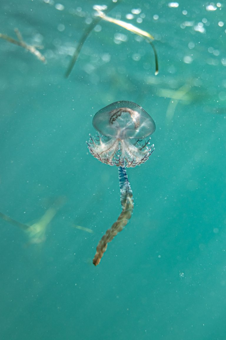 Color underwater photography by Matthew Bagley. Jellyfish, ocean, lagoon, fine art, Australia, underwater.