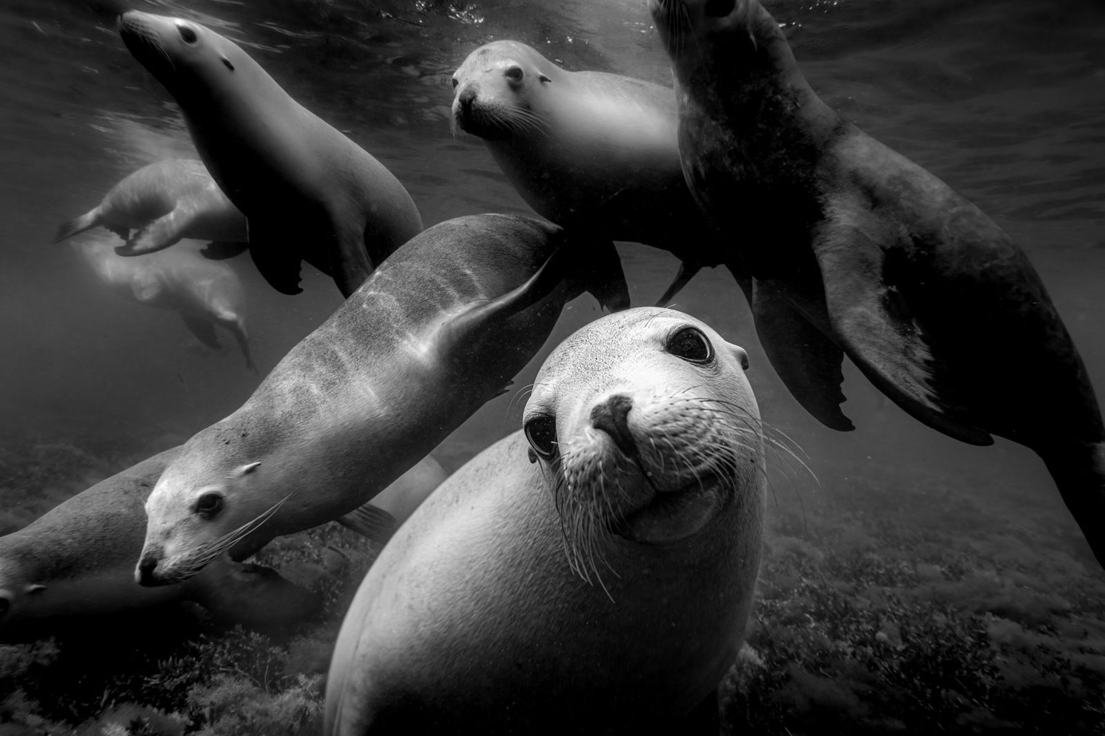 Black and white underwater photography by Matthew Bagley. Sea lions, ocean, marine