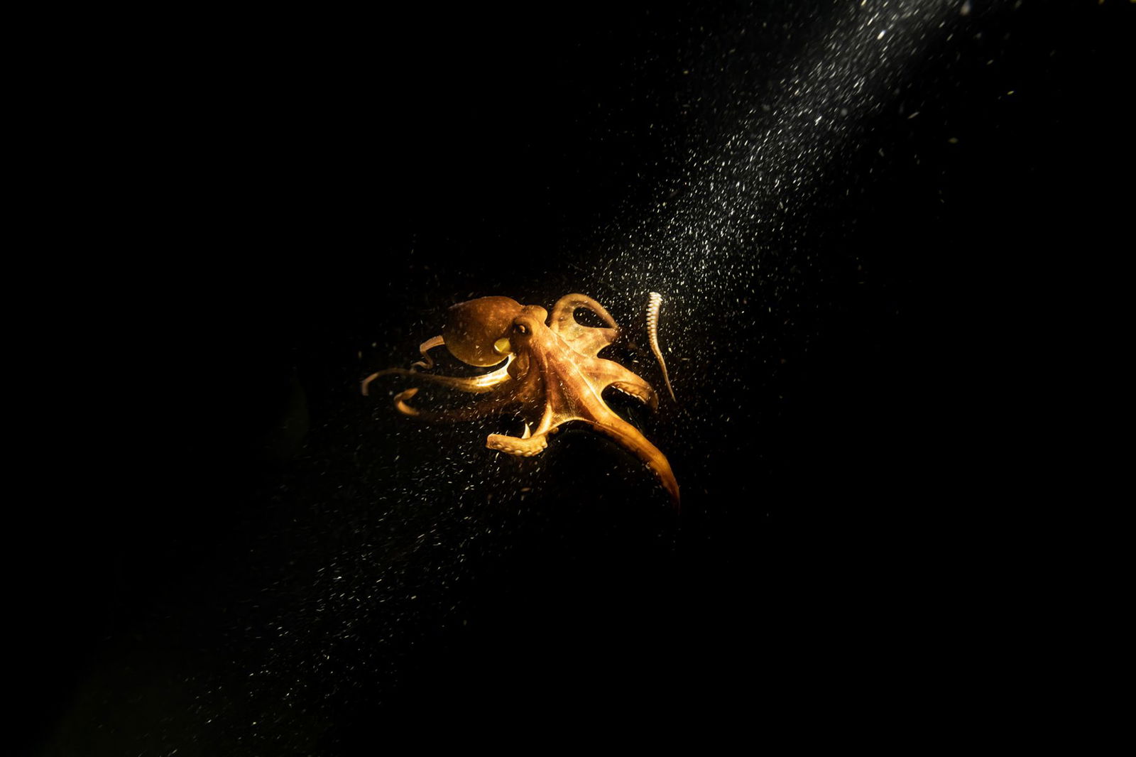 Color underwater photography by Matthew Bagley. Octopus, light, ocean, fine art.