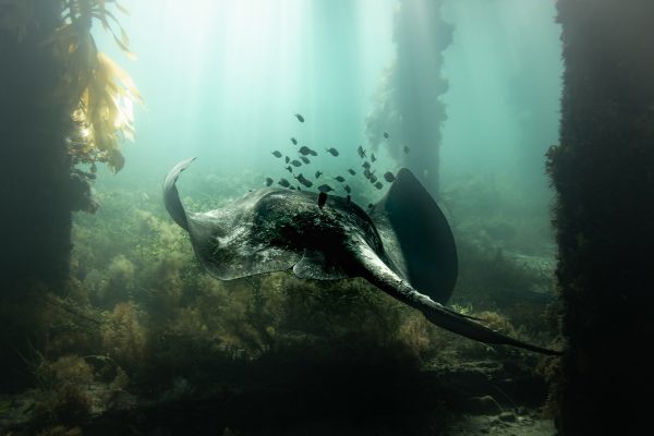 Color underwater photography by Matthew Bagley. Ray, Underwater, Ocean, Seaweed