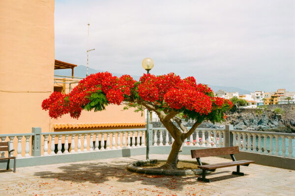 Landscape medium format color photograph of a blossoming tree in the Canary islands by Marco Di Stefano