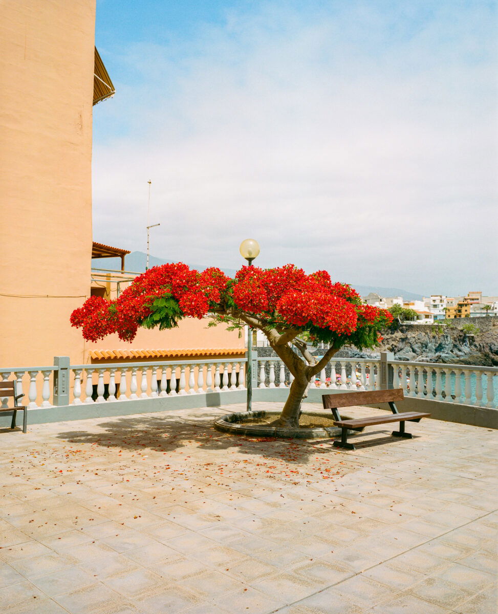 Landscape medium format color photograph of a blossoming tree in the Canary islands by Marco Di Stefano