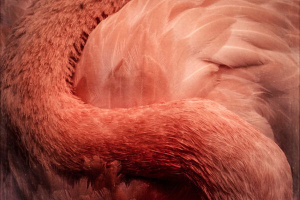 color photograph of a pink flamingo by Wendi Schneider