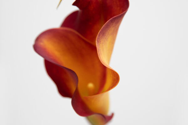 close up color photograph of a flower by Anastasia Ermolenko