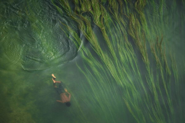 photo of a young boy is swimming in water full of freshwater algae in Bangladesh by Anindita Roy