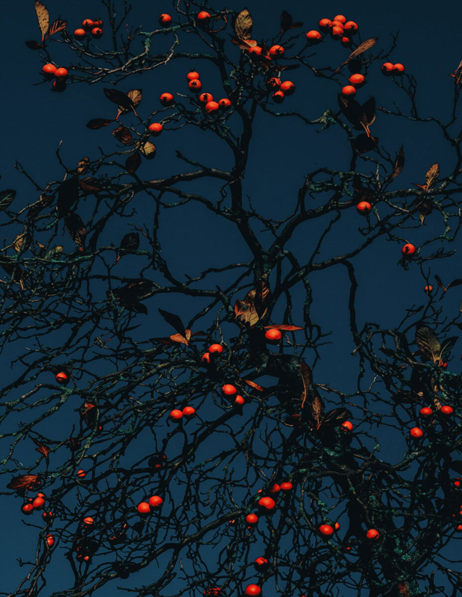 color photograph of a tree with red fruits by Francesco Gioia