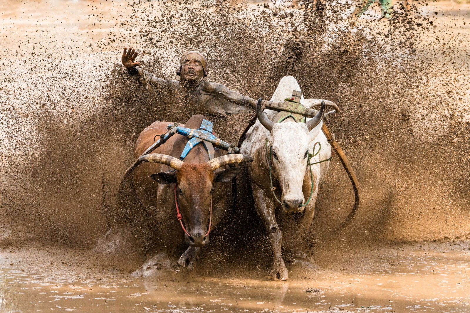 The mudiest race in the world can be found in Indonesian regency Tanah Datar. Bull race, Indonesia, documentary photography by Jozef Macak