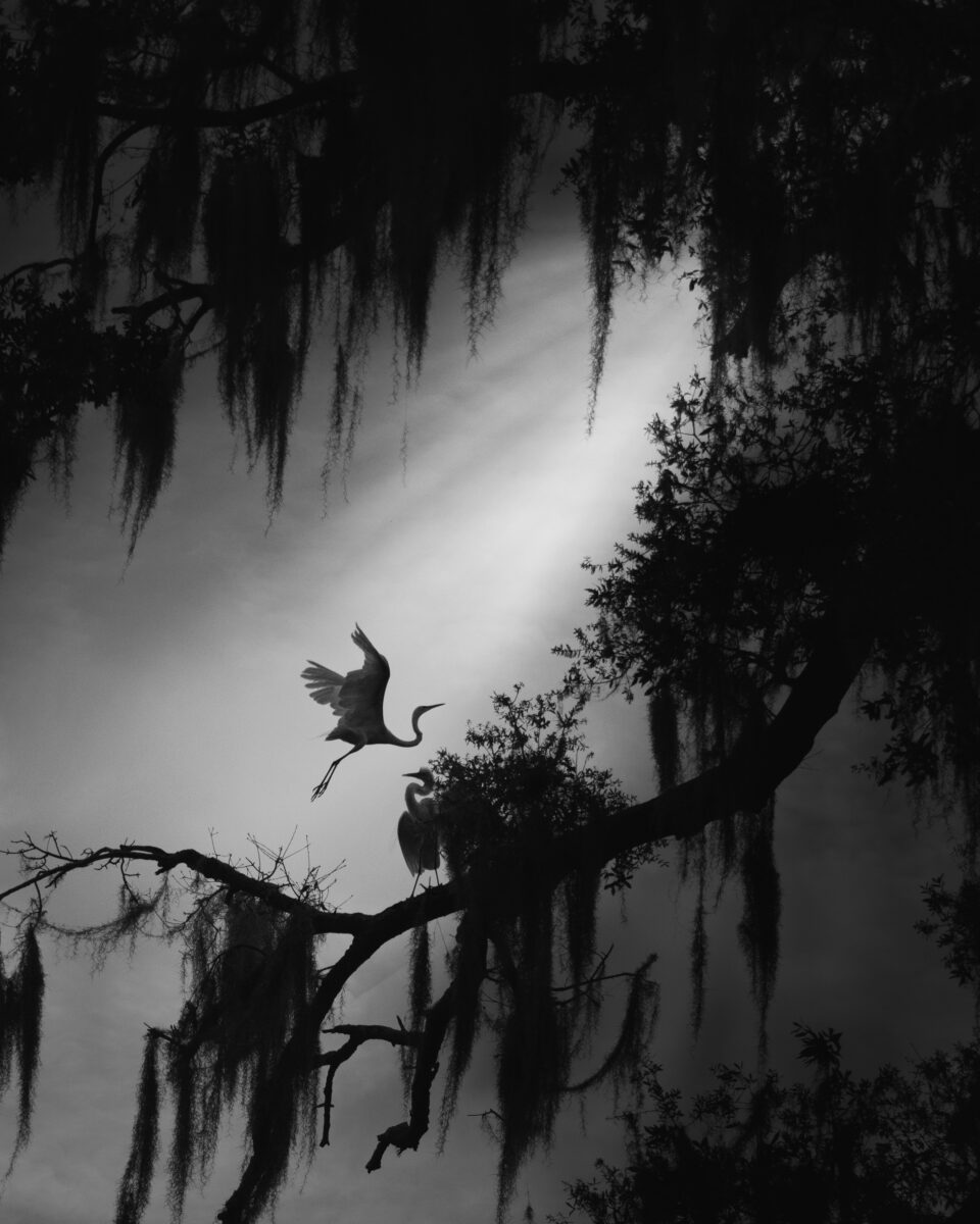 black and white photo og an egret bird and oak tree by Fenqiang Liu