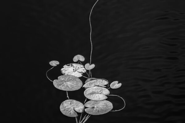 black and white photo of flower in water by Hilda Champion