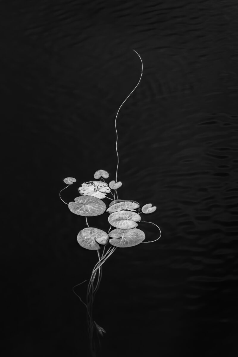 black and white photo of flower in water by Hilda Champion