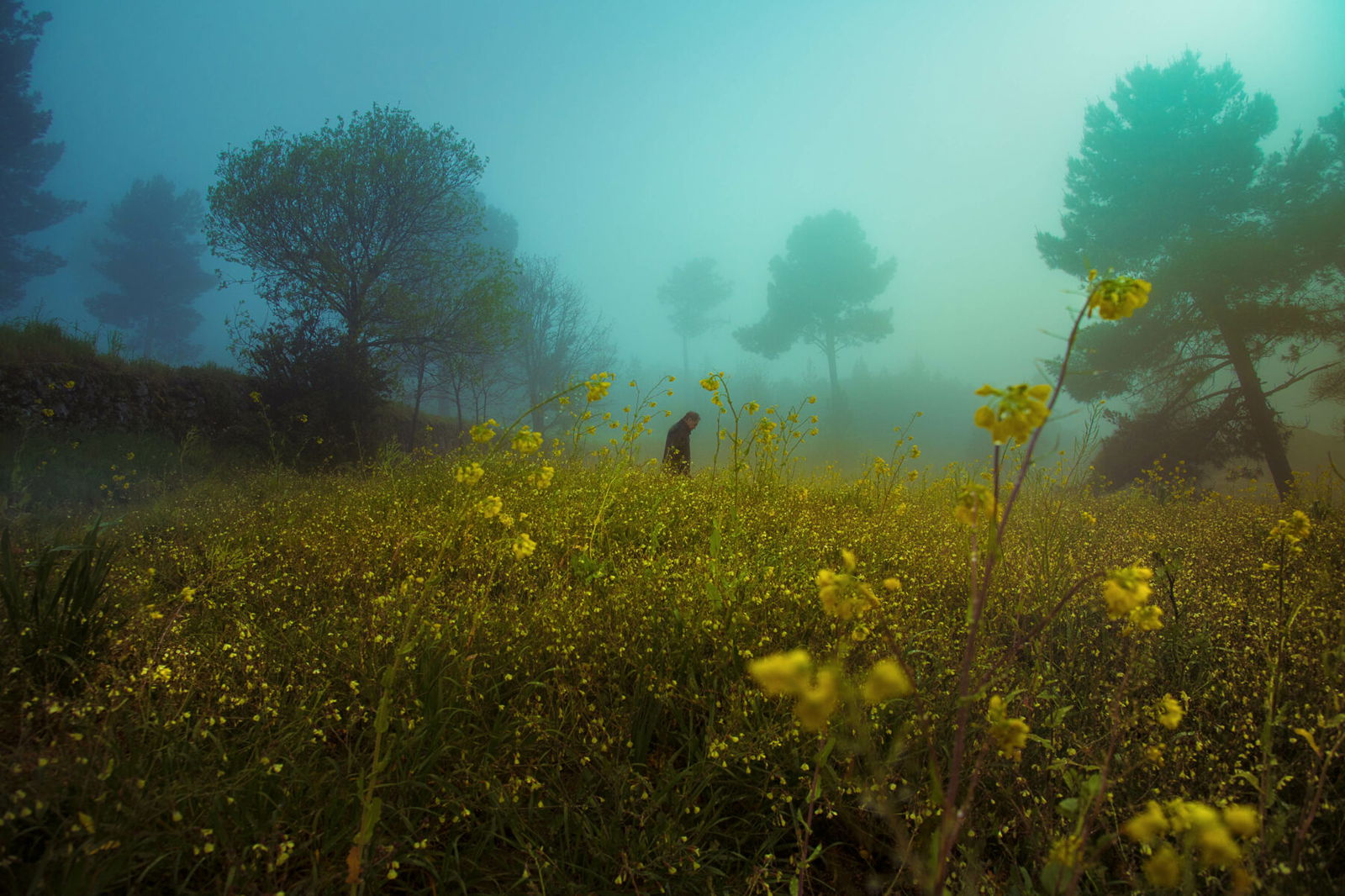 Landscape photography by Henri Prestes. Portugal, tree, flowers