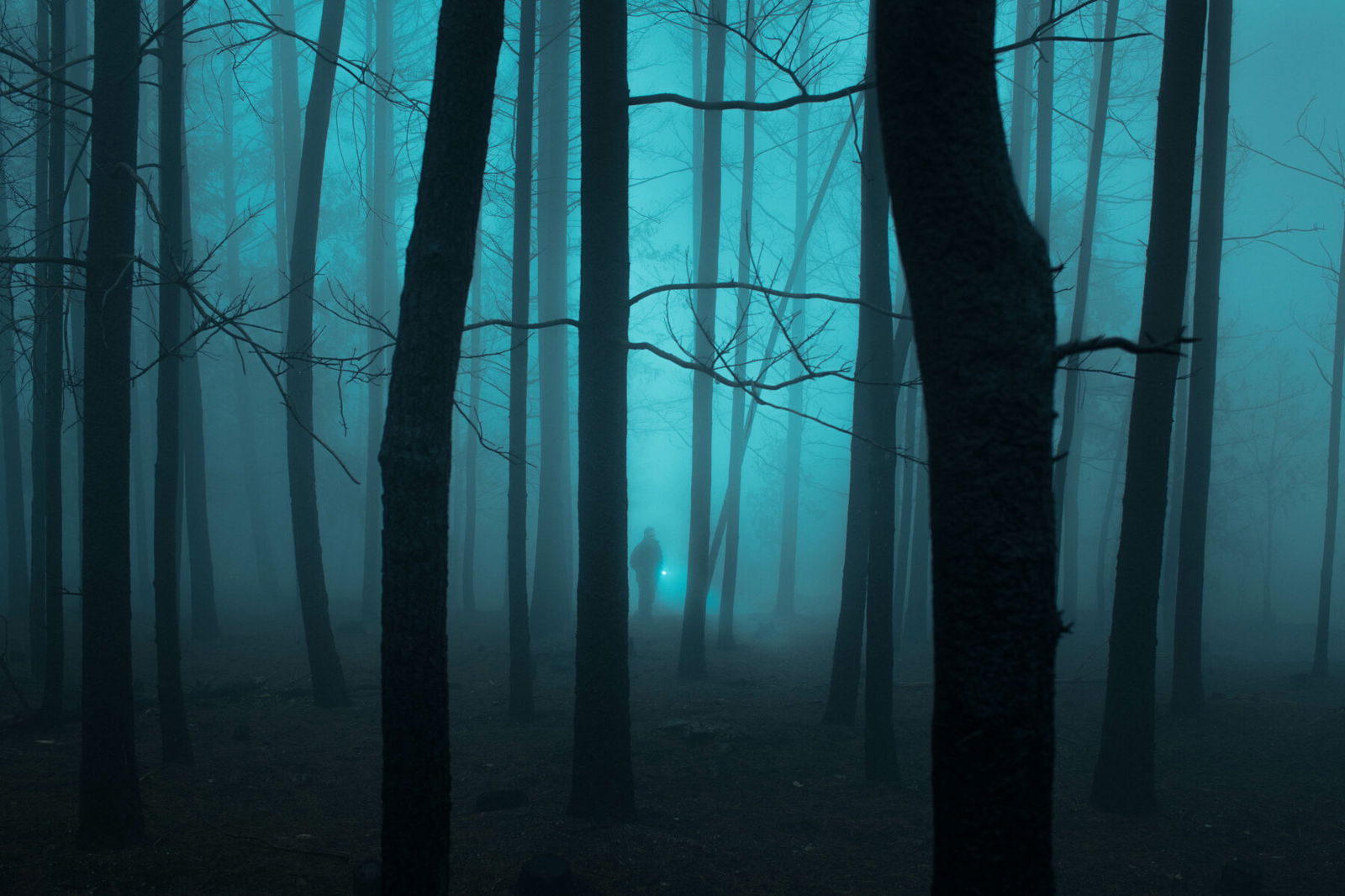 Landscape photography by Henri Prestes. trees, shadows, blue sky