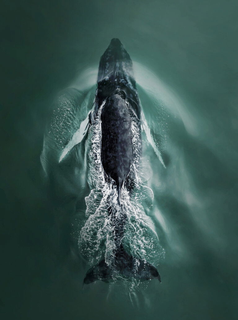 Color photography of humpack whale, Joanna L Steidle