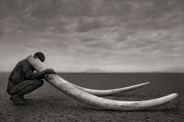 Black and white photo of a ranger with tusks of elephant Amboseli, 2011 by Nick Brandt