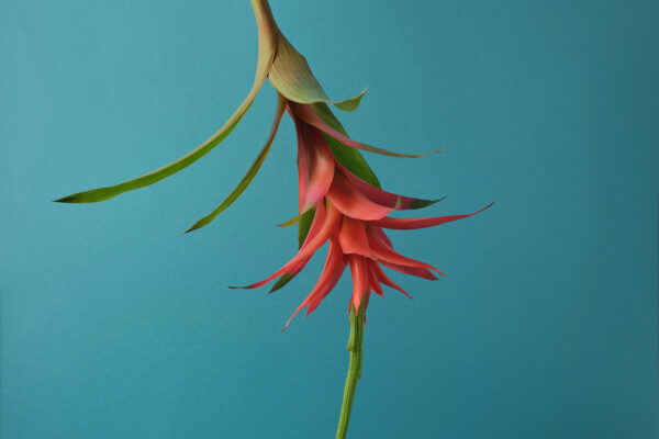 color studio fineart photo of a flower by Natalie Strohmaier