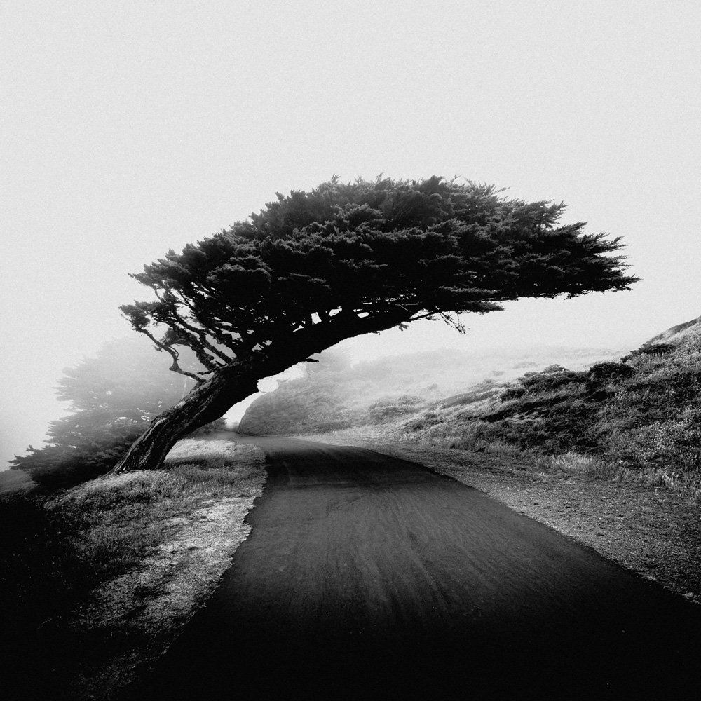 Black & white landscape photography by Adrian Vila. A tree leaning over a road.