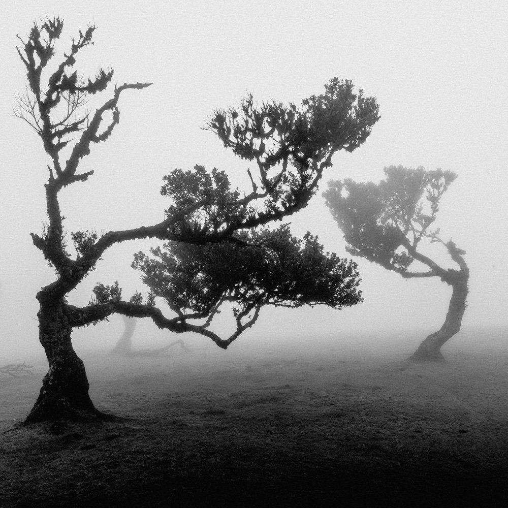 Black & white landscape photography by Adrian Vila. Trees in the mist