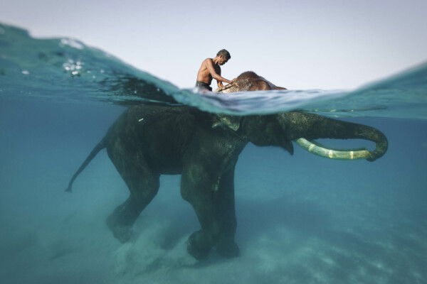 Photo of a man swimming with an elephant by Jody Macdonald