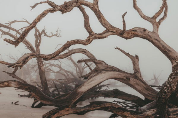 color landscape photo of driftwood on Jekyll Island, Georgia, USA by Jacqueline Anders