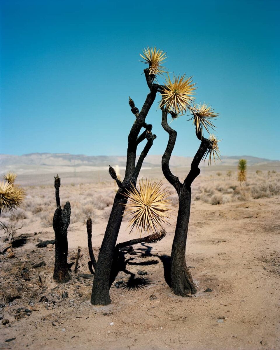 Landscape photography of a group of trees in a desert by Gregory Halpern