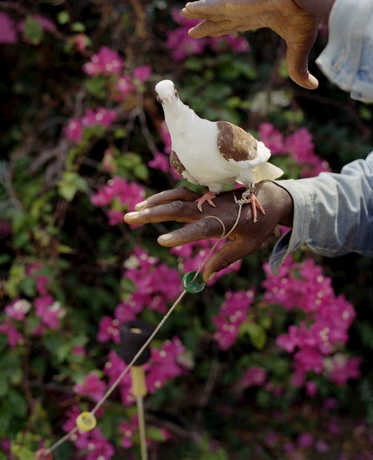 Photograph of a bird on a hand by Gregory Halpern