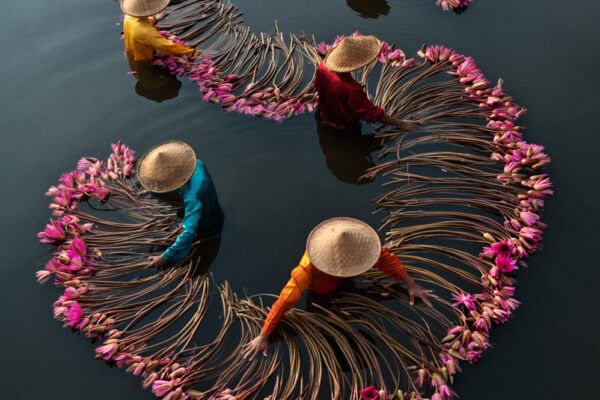 color photo of people harvesting water lilies in Vietnam by Jacopo Della Valle