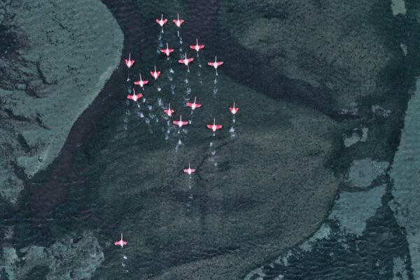 Color aerial photo of Greater Flamingos in Southern France by Magali Chesnel