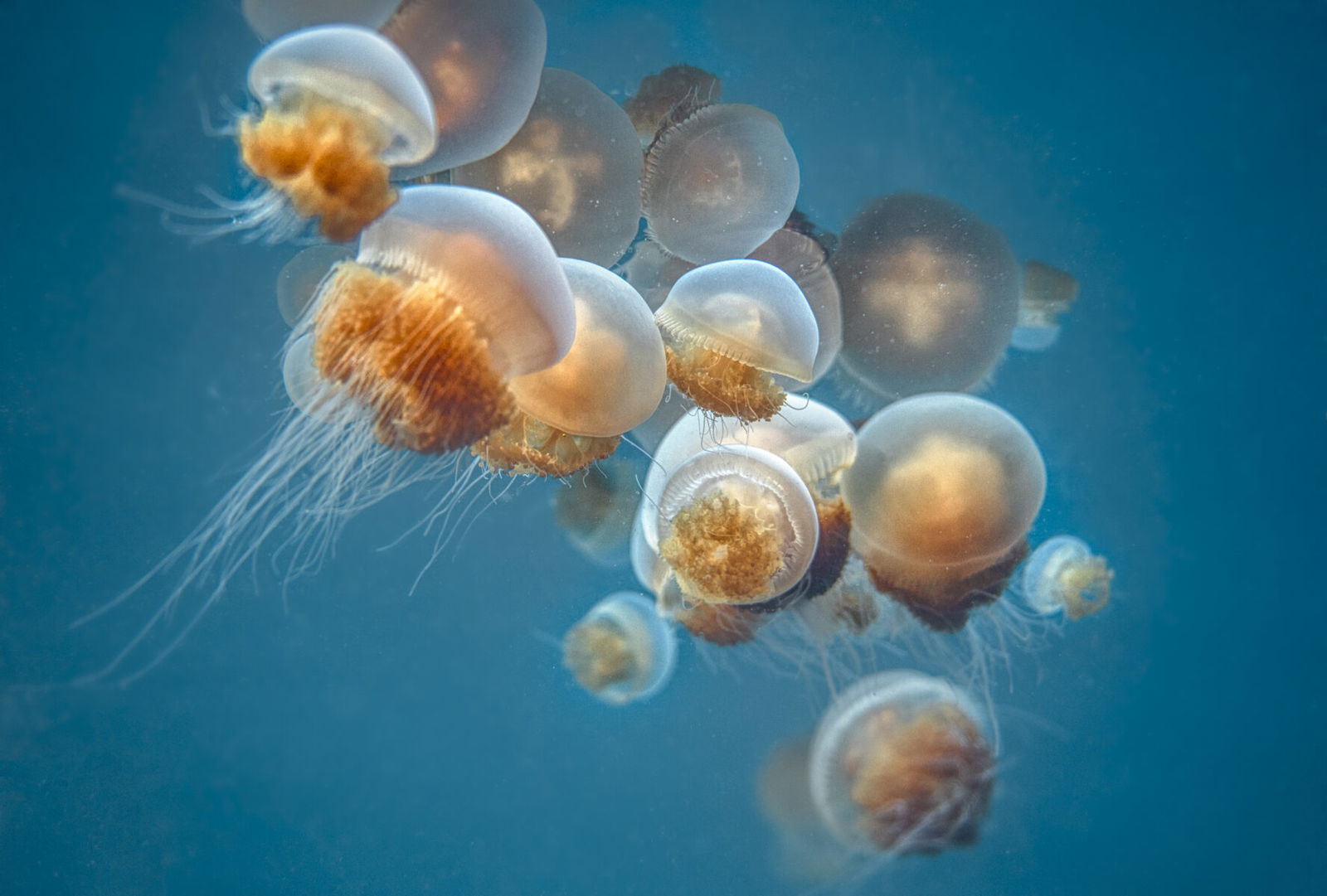 color wildlife photo of jelly fish by Martin Broen