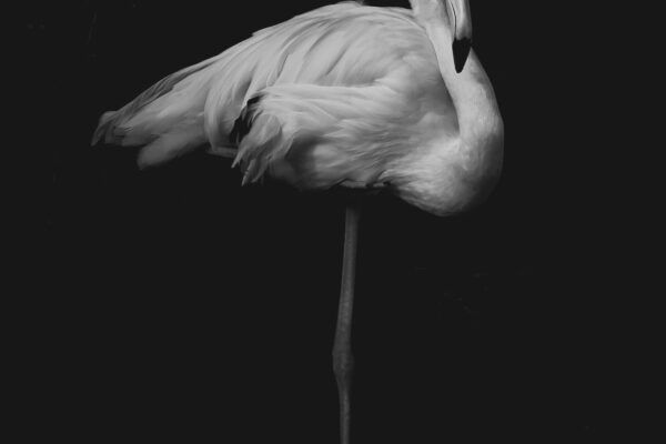 black and white fine art portrait of flamingo bird by Alain Mouton