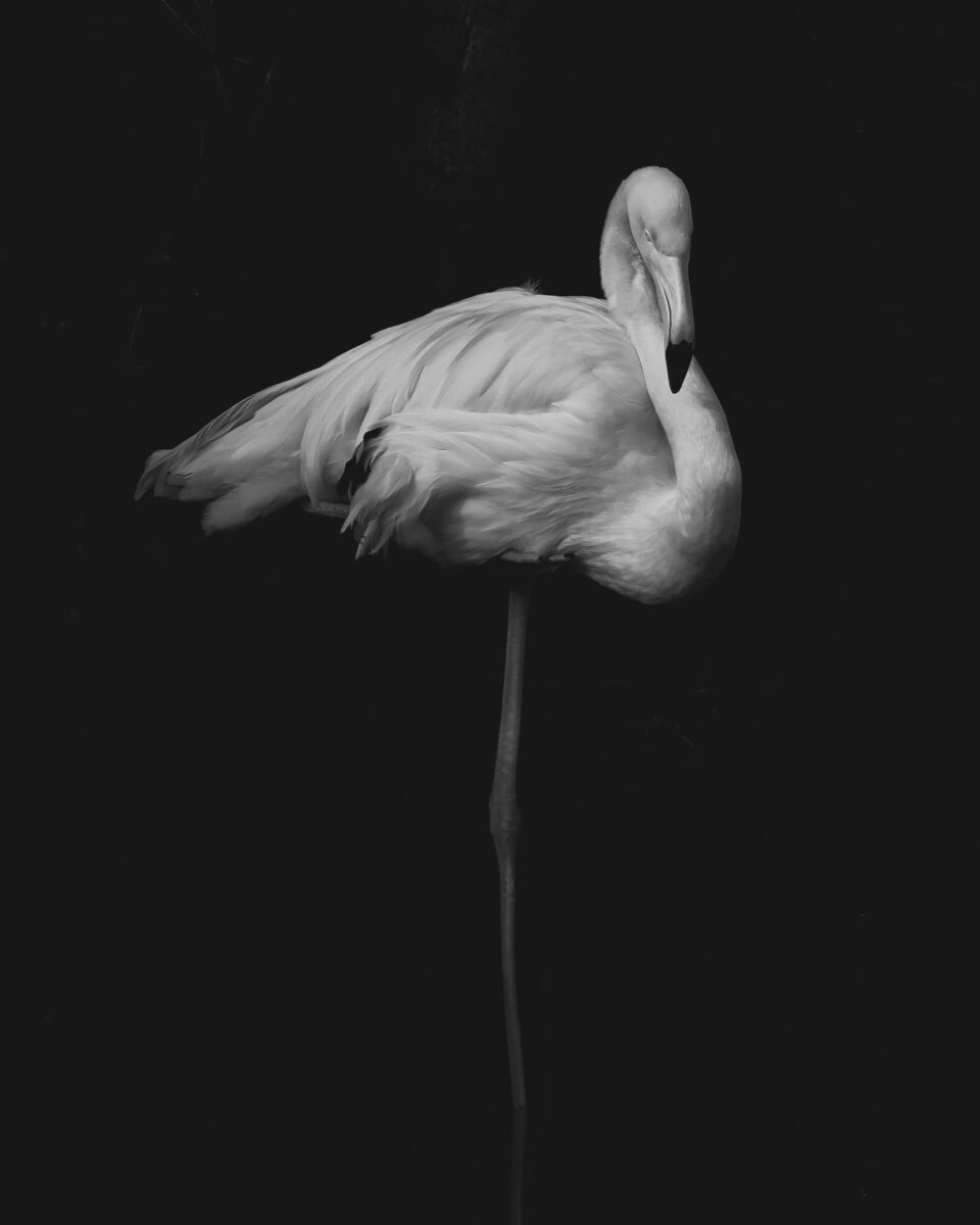 black and white fine art portrait of flamingo bird by Alain Mouton