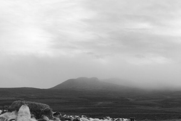 black and white landscape photo of countryside with sheep by Kereline Melnychuk