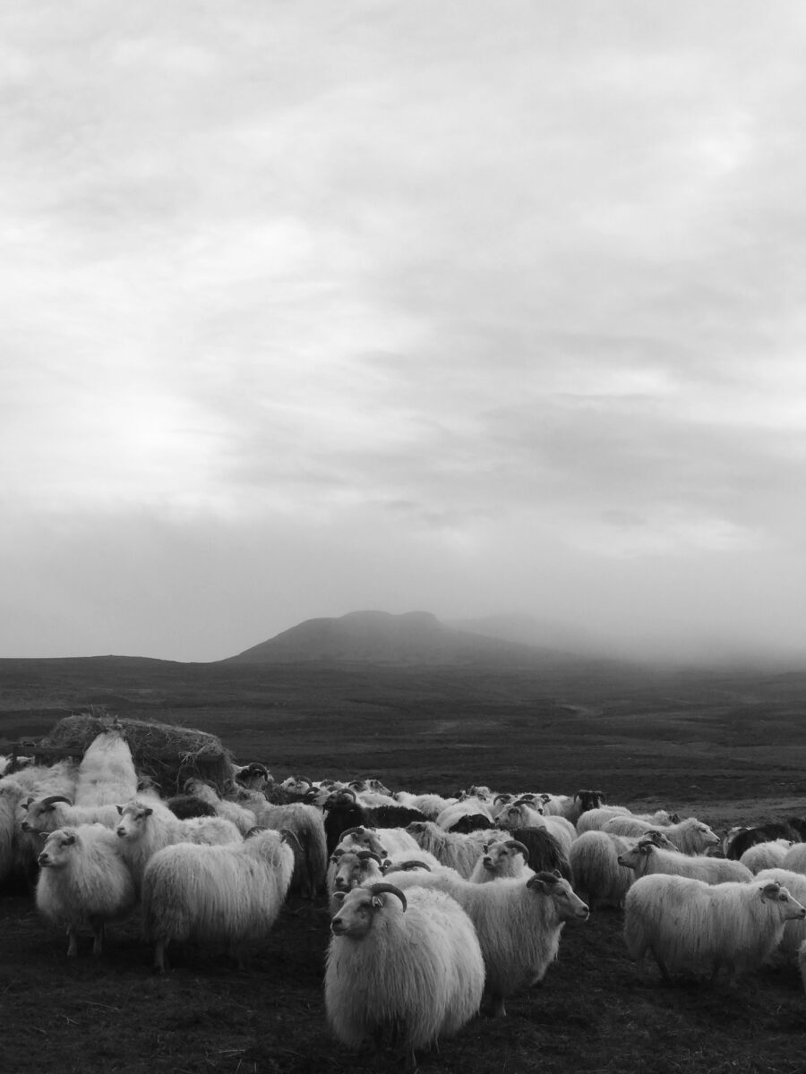 black and white landscape photo of countryside with sheep by Kereline Melnychuk