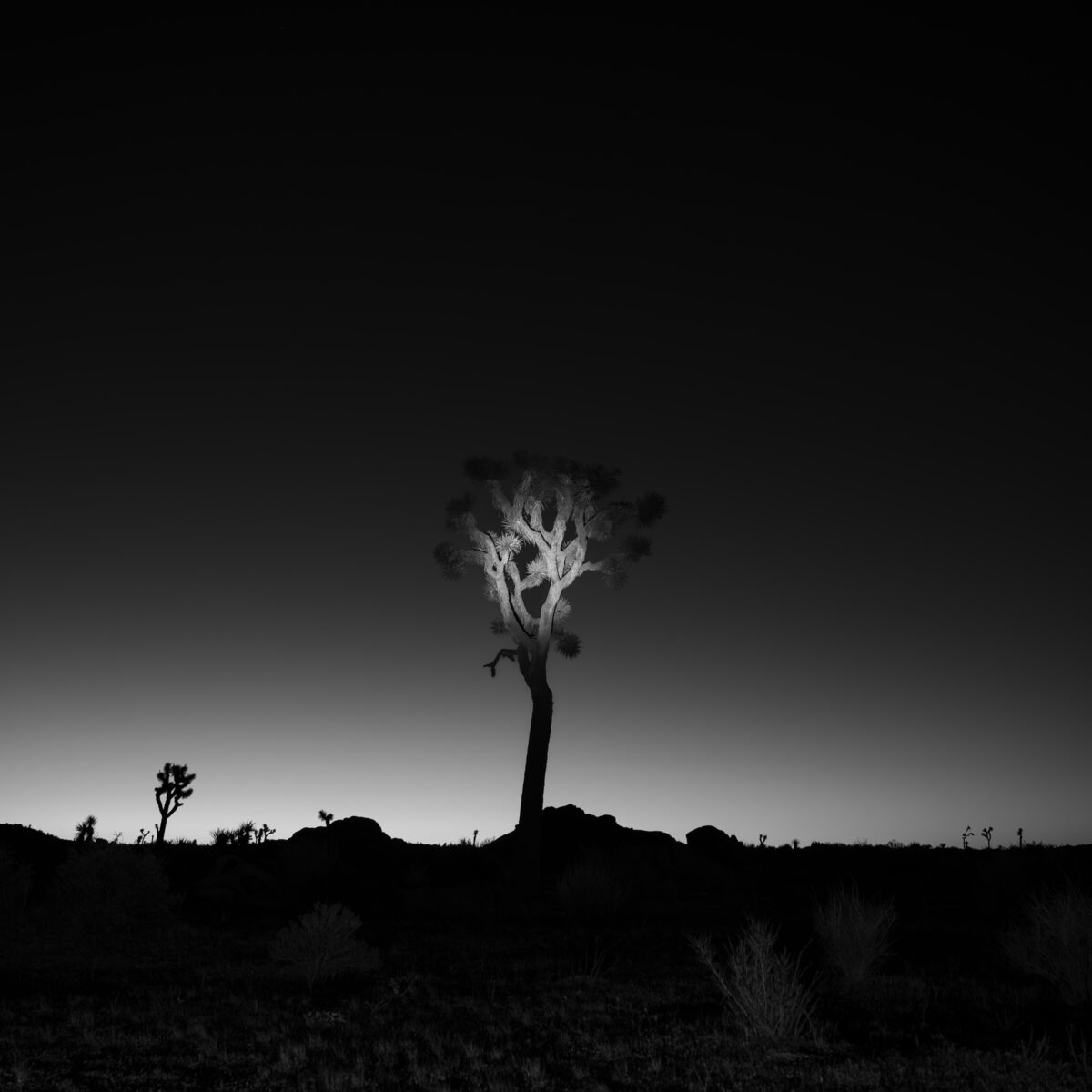 black and white fine art landscape portrait of Joshua Tree National Park, California, USA by William Holderfield