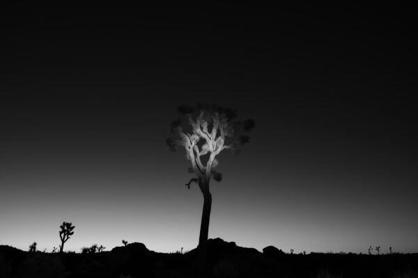 black and white fine art landscape portrait of Joshua Tree National Park, California, USA by William Holderfield