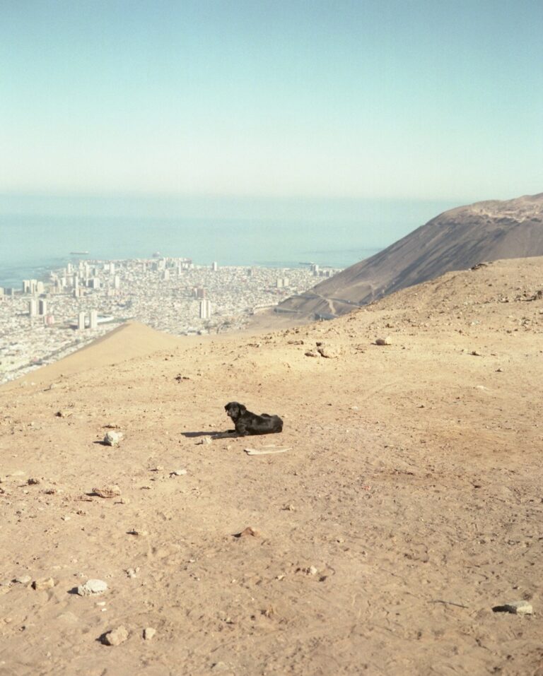 Color photo of a dog sat on a clifftop with a city and the ocean in the background by Juan Miguel Ramírez-Suassi