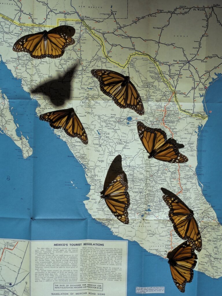 Photo of dry butterflies and a map of Mexico by Cristina de Middel