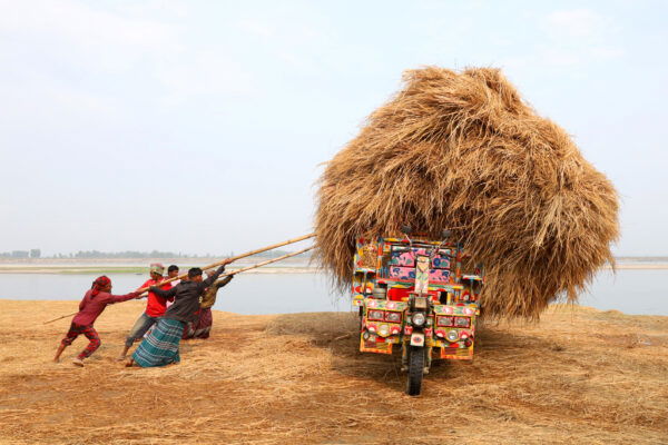 color photo of a group of workers unload paddy straw from a truck Kazipur Upazila, Bangladesh by Syed Mahabubul Kader